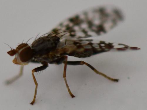 Campiglossa producta